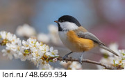 Black capped chickadee perched on blooming branch. Стоковое AI-видео, аниматор Юрий Поздников / Фотобанк Лори