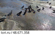 Flock of pigeons gathered around puddles on a sunny day in an urban setting. Стоковое фото, фотограф Александра Рублева / Фотобанк Лори