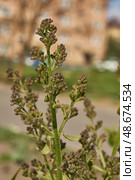 Inflorescences appeared from lilac flower buds. Lilac inflorescences (Latin Syringa vulgaris) in the rays of the spring sun. Spring. Стоковое фото, фотограф Андрей Жигальцов / Фотобанк Лори