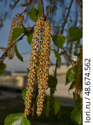 The stamen earrings of the birch bloomed in early spring before the leaves appeared. Стоковое фото, фотограф Андрей Жигальцов / Фотобанк Лори