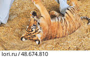 Playful tiger cub interacting with zookeeper in enclosure. Стоковое фото, фотограф Mikhail Davidovich / Фотобанк Лори