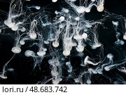 Delicate Chrysaora pacifica jellyfish float effortlessly in an aquarium, their long tentacles trailing like silk threads in the tranquil blue water. Стоковое фото, фотограф Татьяна Терехина / Фотобанк Лори