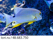 Blue-lined sea perch swimming calmly over a coral-covered reef floor inside a tropical saltwater aquarium. Стоковое фото, фотограф Татьяна Терехина / Фотобанк Лори