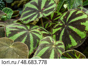 Close-up of Begonia solimutata (Sun Changing Begonia) leaves showing iridescent color shift. Rare tropical plant for collectors. Стоковое фото, фотограф Татьяна Терехина / Фотобанк Лори