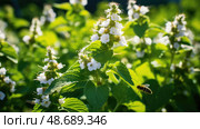 butterflies catnip plant ai generated. Стоковое AI-изображение, AI-художник Vectorwin / Фотобанк Лори