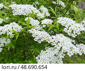 Зацвела спирея. Спирея (лат. Spiraea), — род листопадных декоративных кустарников семейства розовых (Rosaceae). Многие виды культивируются в качестве декоративных растений. Стоковое фото, фотограф Сергей Елизарьев / Фотобанк Лори