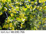 Ribes aureum. A close-up view of a blossoming currant bush in springtime. Стоковое фото, фотограф EugeneSergeev / Фотобанк Лори