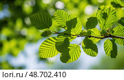 vibrant elm leaves ai generated. Стоковое AI-изображение, AI-художник Vectorwin / Фотобанк Лори