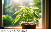 water plant needs ai generated. Стоковое AI-изображение, AI-художник Vectorwin / Фотобанк Лори
