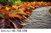patio leaf boarders ai generated. Стоковое AI-изображение, AI-художник Vectorwin / Фотобанк Лори