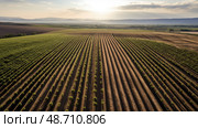 conservation planting tree ai generated. Стоковое AI-изображение, AI-художник Vectorwin / Фотобанк Лори