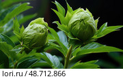 unfurling peony leaves ai generated. Стоковое AI-изображение, AI-художник Vectorwin / Фотобанк Лори