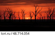 dramatic dead trees silhouette ai generated. Стоковое AI-изображение, AI-художник Vectorwin / Фотобанк Лори