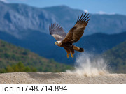 Golden eagle taking off, raising dust cloud with mountain background. Стоковое AI-изображение, AI-художник Юрий Поздников / Фотобанк Лори
