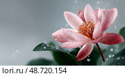 Pink Water Lily Blossoms With Droplets on Petals in a Serene Aquatic Setting. Стоковое AI-изображение, AI-художник Юлия Гапеенко / Фотобанк Лори