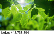 chlorophyll green leave ai generated. Стоковое AI-изображение, AI-художник Vectorwin / Фотобанк Лори
