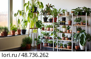 bonsai small potted plant ai generated. Стоковое AI-изображение, AI-художник Vectorwin / Фотобанк Лори