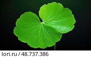 herb centella asiatica leaf ai generated. Стоковое AI-изображение, AI-художник Vectorwin / Фотобанк Лори