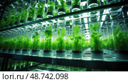 micropropagation plant test tube ai generated. Стоковое AI-изображение, AI-художник Vectorwin / Фотобанк Лори