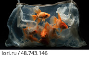 water goldfish in bag ai generated. Стоковое AI-изображение, AI-художник Vectorwin / Фотобанк Лори
