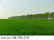 A field of grass with trees in the background. Стоковое фото, фотограф Надежда Кап / Фотобанк Лори