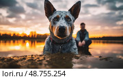 loyal blue heeler ai generated. Стоковое AI-изображение, AI-художник Vectorwin / Фотобанк Лори