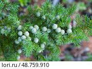 Зеленые ягоды можжевельника ( Juniperus communis L., 1753 ). Магаданская область. Стоковое фото, фотограф Павел Просянов / Фотобанк Лори