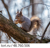 Белка обыкновенная, или векша (лат. Sciurus vulgaris) сидит на ветке с орехом в лапах. Стоковое фото, фотограф Олег Пученков / Фотобанк Лори