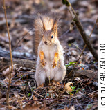 Белка обыкновенная, или векша (лат. Sciurus vulgaris) стоит жухлой траве. Стоковое фото, фотограф Олег Пученков / Фотобанк Лори