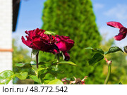 Большой зелёный кузнечик сидит на красном цветке розы. Стоковое фото, фотограф Андрей Цыганков / Фотобанк Лори