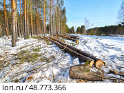 Спиленные деревья в лесу. Тюменская область. Стоковое фото, фотограф Александр Тараканов / Фотобанк Лори