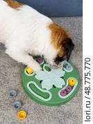 Dog sniffing training with smart toy. Стоковое фото, фотограф Луиза Налимова / Фотобанк Лори
