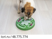Smart Jack Russell Terrier dog finds dried treats and cheese hidden under cone during mental exercise memory game at home to stimulate brain and provide intellectual development. Стоковое фото, фотограф Луиза Налимова / Фотобанк Лори