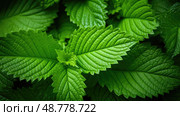 leaves patchouli plant ai generated. Стоковое AI-изображение, AI-художник Vectorwin / Фотобанк Лори