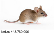 musculus mouse isolated on white ai generated. Стоковое AI-изображение, AI-художник Vectorwin / Фотобанк Лори
