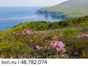 Рододендрон Шлиппенбаха на полуострове Гамова, Приморский край. Стоковое фото, фотограф Римма Тельнова / Фотобанк Лори