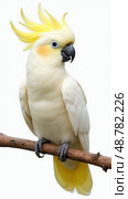 sulphur crested cockatoo isolated on white background. Стоковое AI-изображение, AI-художник Sergey Grishin / Фотобанк Лори