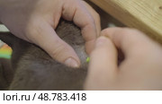 Veterinar Remove a tick from a cat. Стоковое видео, видеограф Елизавета Малкова / Фотобанк Лори