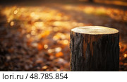 bark pine wooden post texture ai generated. Стоковое AI-изображение, AI-художник Vectorwin / Фотобанк Лори