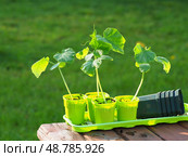 Green Seedlings cucumber in individual pots containers. Стоковое фото, фотограф Елизавета Малкова / Фотобанк Лори