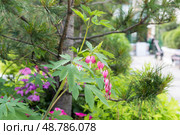 Lamprocapnos spectabilis, bleeding heart, fallopian buds or Asian bleeding-heart flower. Стоковое фото, фотограф Татьяна Васильева / Фотобанк Лори