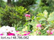 Lamprocapnos spectabilis, bleeding heart, fallopian buds or Asian bleeding-heart flower. Стоковое фото, фотограф Татьяна Васильева / Фотобанк Лори