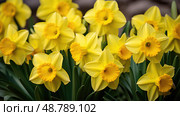 snowdrops spring bulb flowers ai generated. Стоковое AI-изображение, AI-художник Vectorwin / Фотобанк Лори