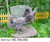 Петух и курица  породы Silverudd Blue (сильверуддская голубая) Стоковое фото, фотограф Лариса Веселова / Фотобанк Лори