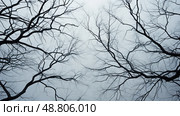 silhouettes overhead trees ai generated. Стоковое AI-изображение, AI-художник Vectorwin / Фотобанк Лори