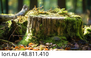 moss tree lifecycle ai generated. Стоковое AI-изображение, AI-художник Vectorwin / Фотобанк Лори