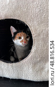 Curious kitten peeking from a cozy hideout in a home setting during daytime. Стоковое фото, фотограф Анна Сивакова / Фотобанк Лори