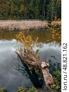 Fallen tree in the water. Tree trunk gnawed by beaver. Стоковое фото, фотограф Константин Григорьев / Фотобанк Лори