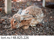 Gray domestic rabbit sits on the ground huddled. Growing pets. Стоковое фото, фотограф Коханова Наталья / Фотобанк Лори