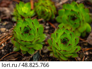 Сочные, яркие уличные суккуленты Молодило кровельное (лат. Sempervivum tectorum) в саду. Растения в саду. Малая глубина резкости. Стоковое фото, фотограф Андрей Пустякин / Фотобанк Лори